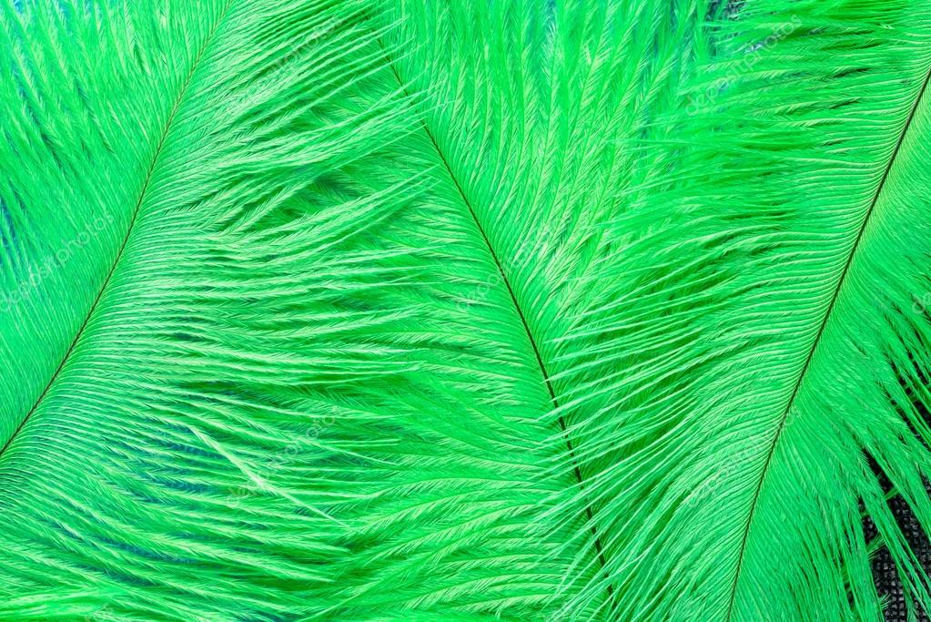 Green feathers Stock Photo by ©Rafinade 68214525